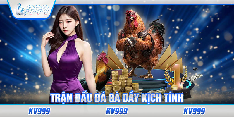 Trận đấu đá gà đầy kịch tính